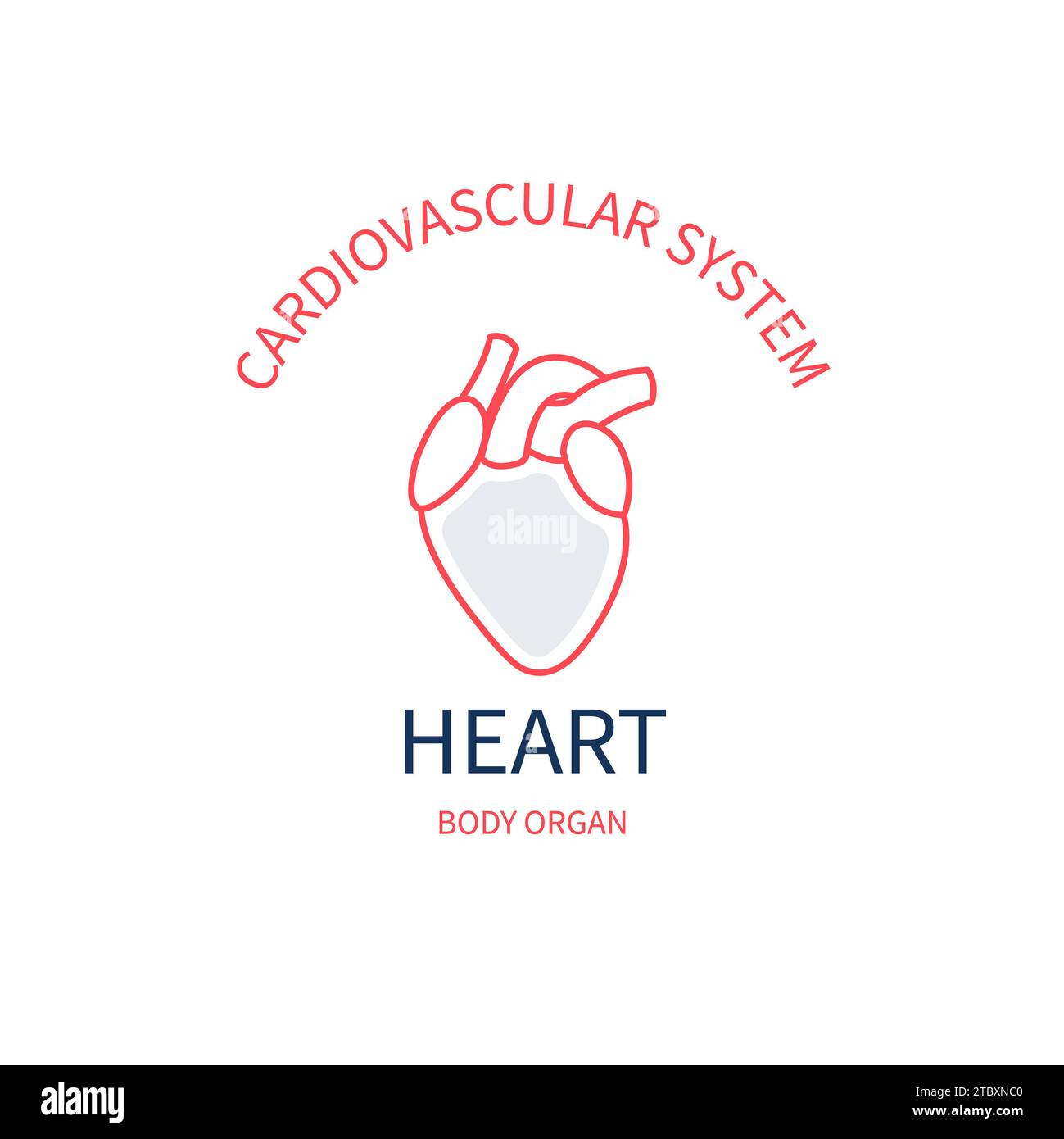Heart, conceptual illustration Stock Photo