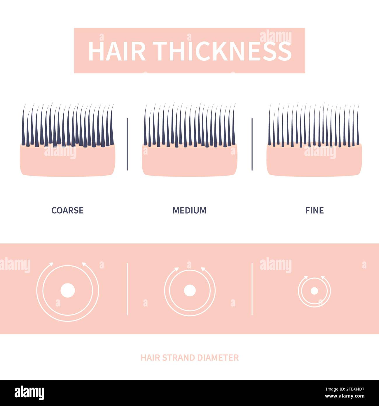 Scalp hair follicle cross section hi-res stock photography and images ...