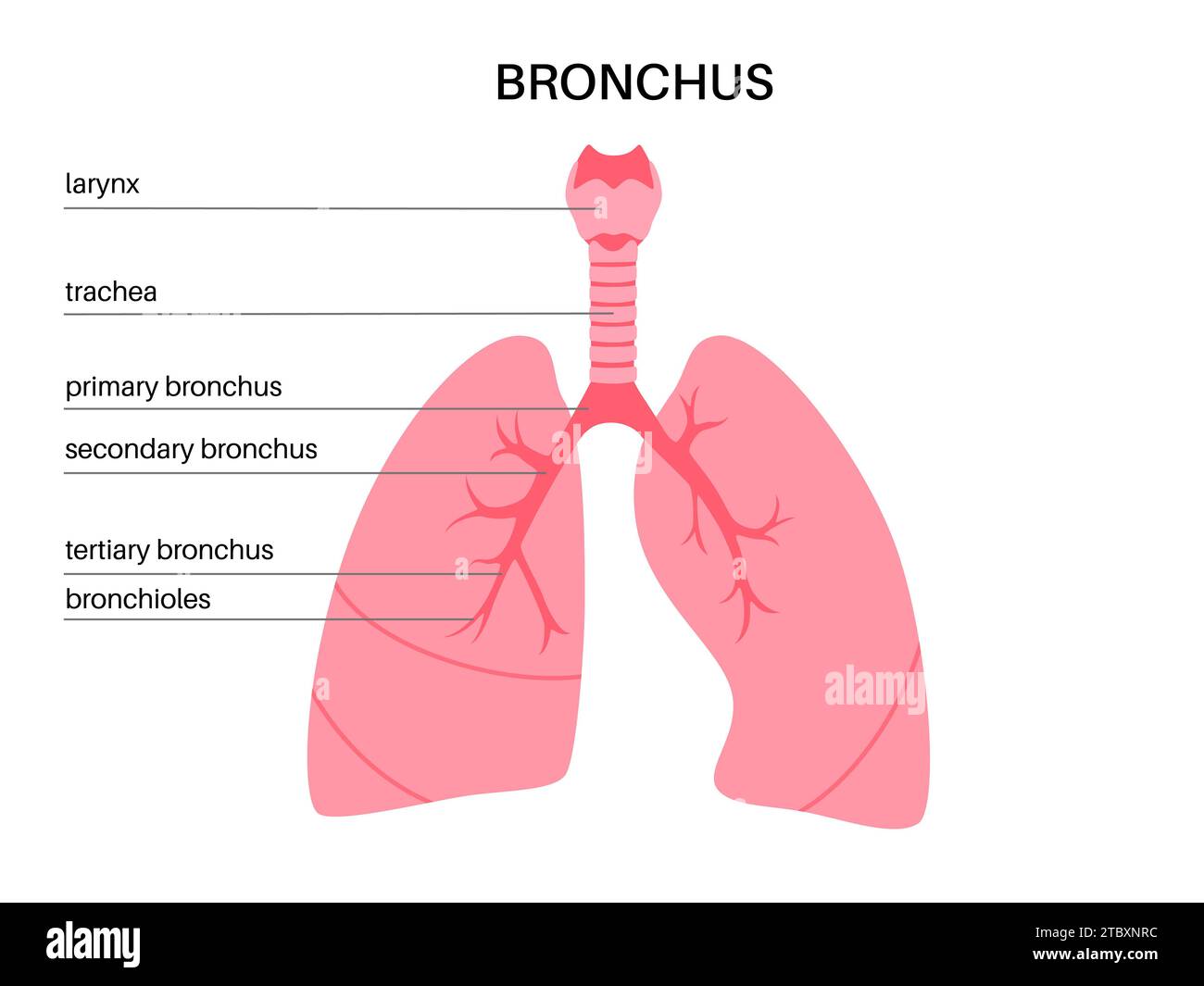 Lung diseases, illustration Stock Photo - Alamy