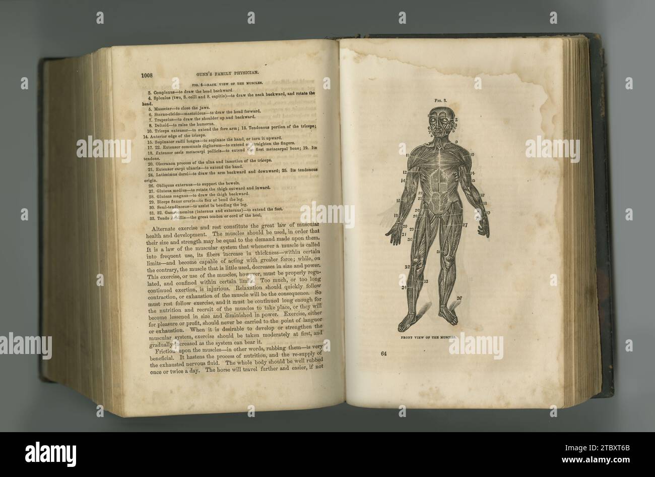 Old book, vintage and anatomy of human muscle or body in literature