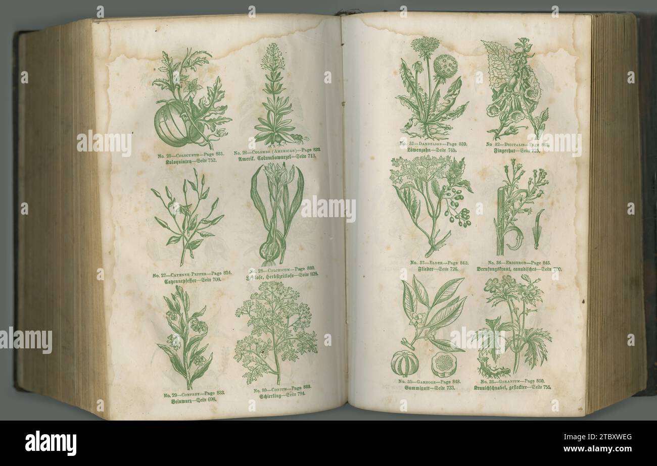 Old book, plants and herbs in study for biology, medical or ancient vintage pages against studio background. Historical novel, botanical journal or Stock Photo