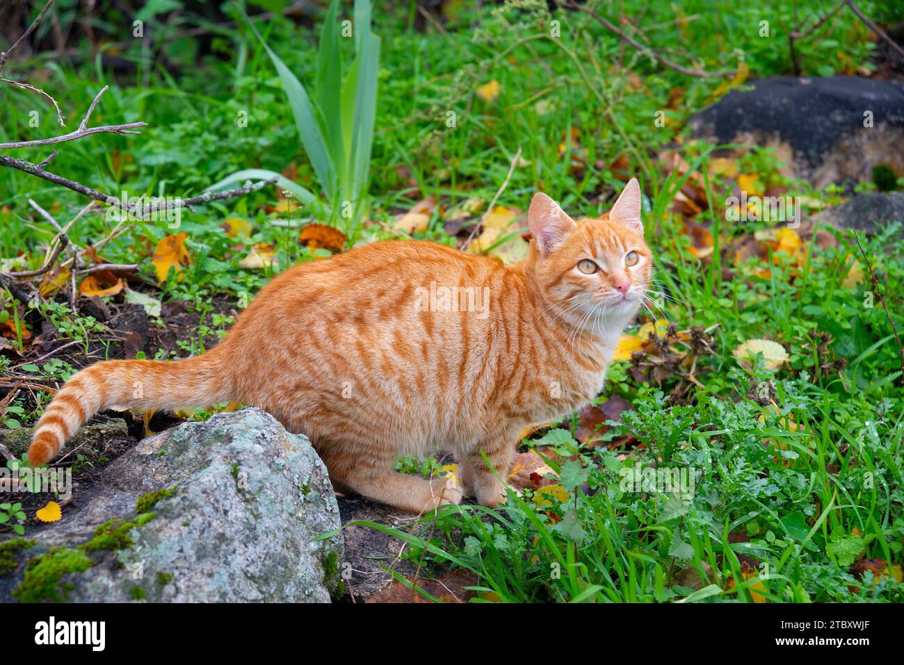 Orange tabby kitten in nature Stock Photo Alamy