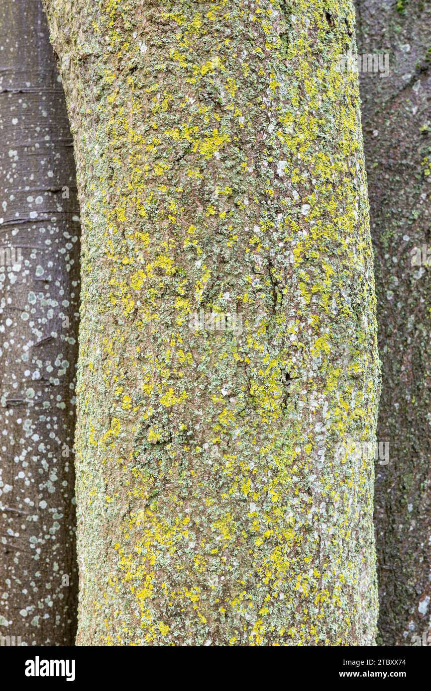 Sycamore tree trunks wet and dry, covered in lichens. Stock Photo