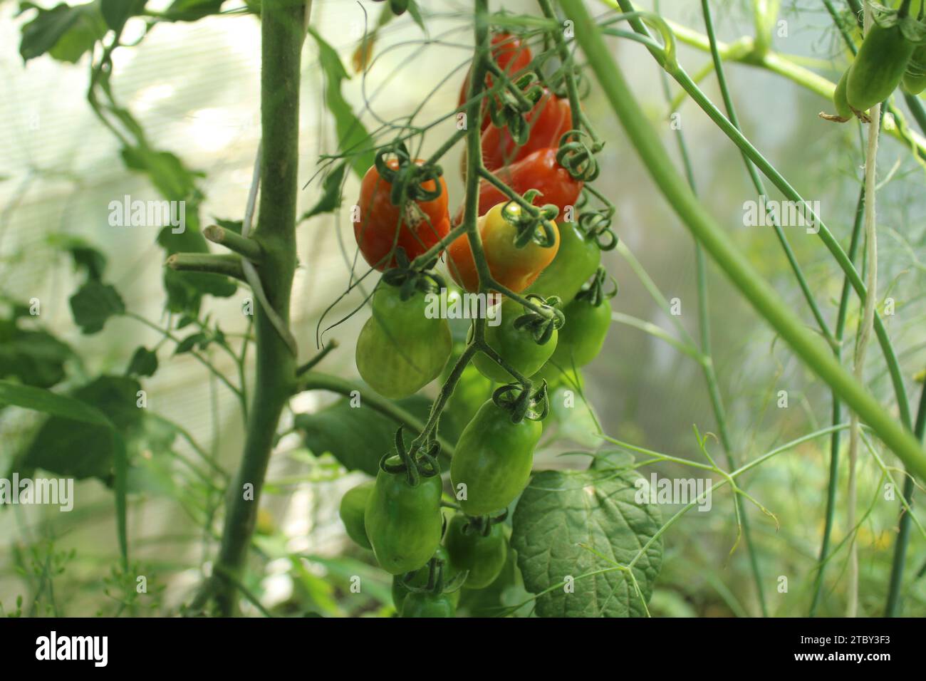 Tomatoes on a branch in a greenhouse. Breeding of new varieties of vegetables and tomatoes. Scientific Farming. Stock Photo