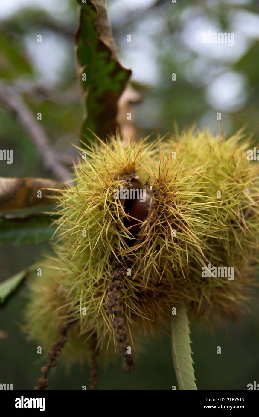 Chestnut in yellow hedgehog on chestnut tree with green leaves in forest opening to fall in autumn Stock Photo