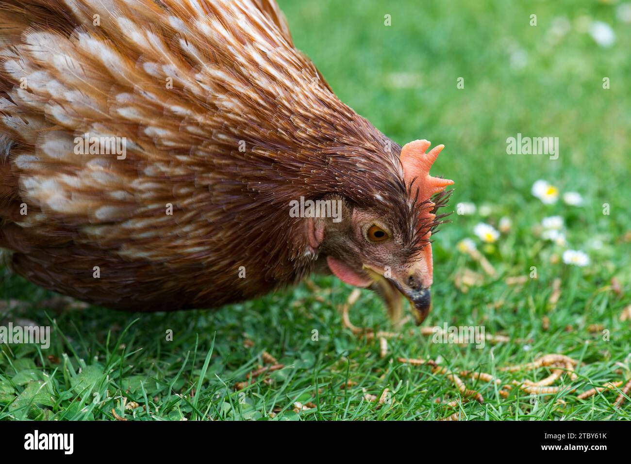 A pet hen foraging and eating meal worms on a lawn Stock Photo
