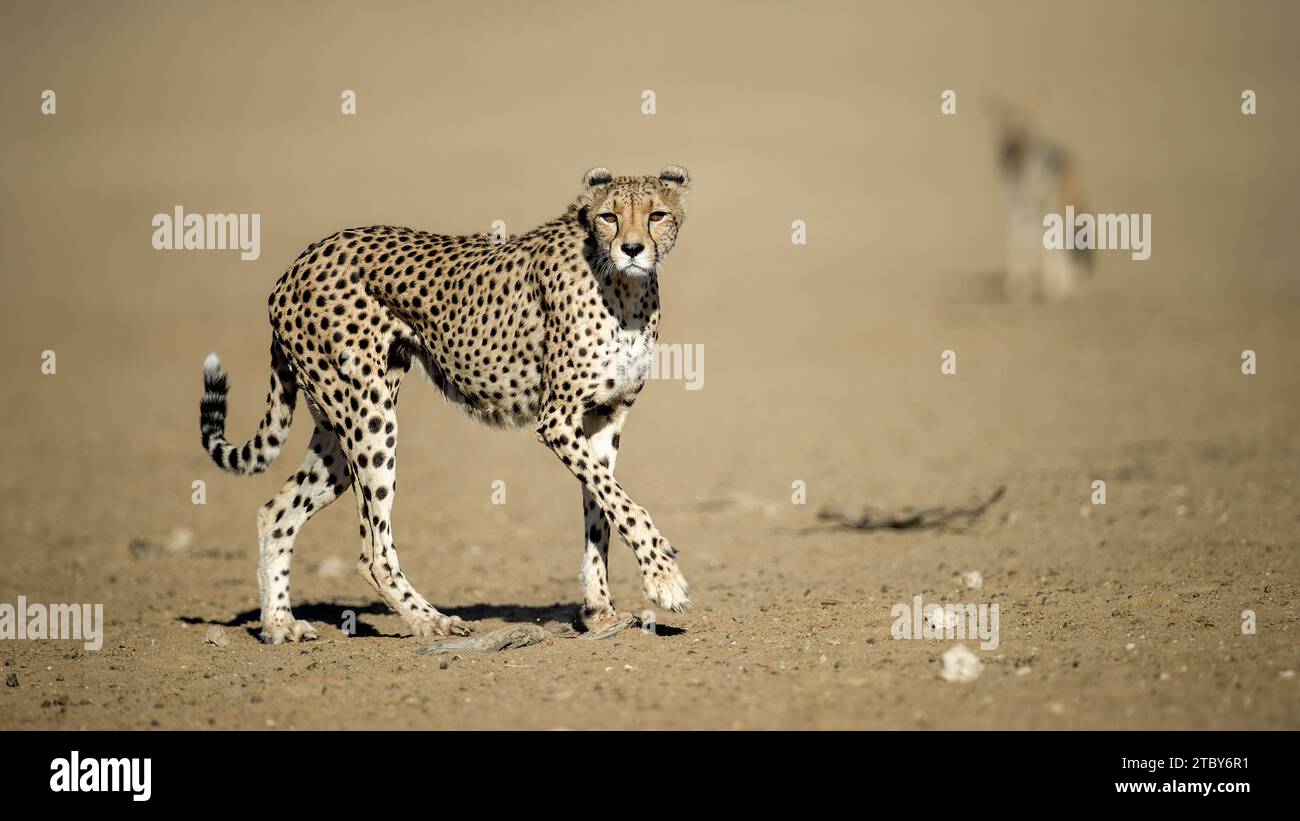 Cheetah (Acinonyx jubatus) Kgalagadi Transfrontier Park, South Africa Stock Photo