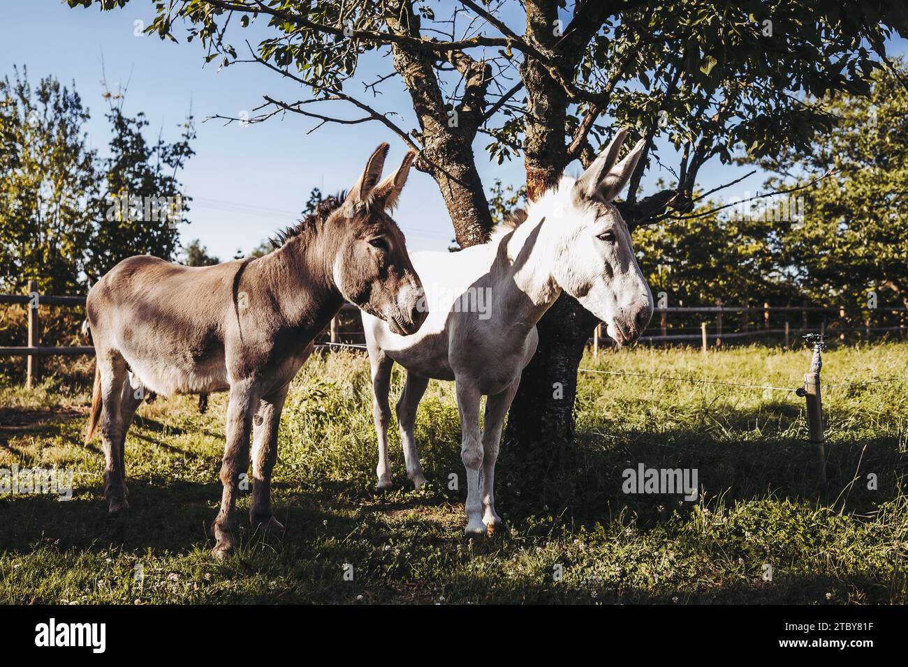 Two male donkeys in a field Stock Photo