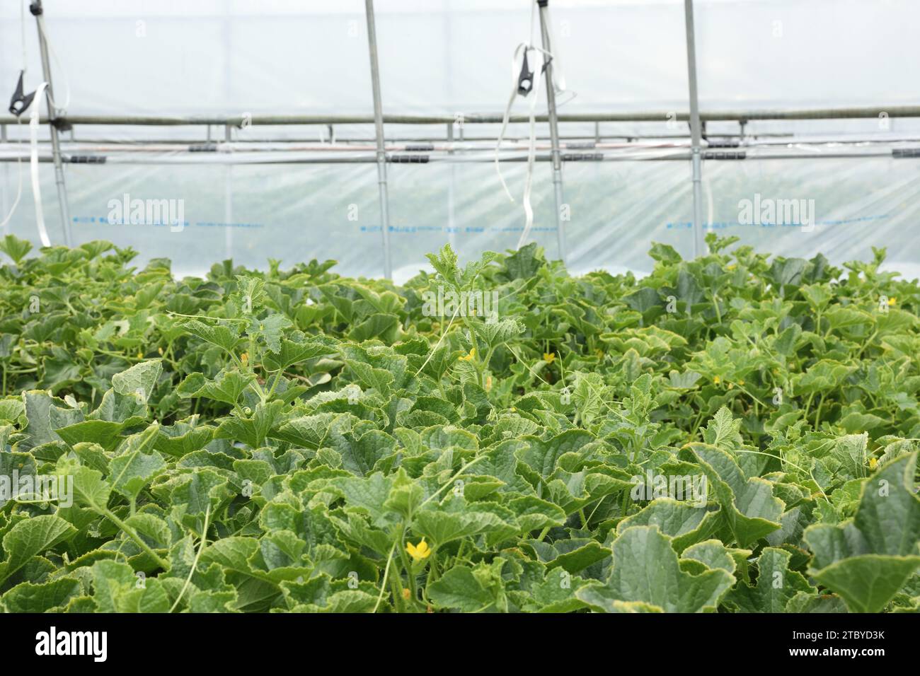 Agricultural Environment in Korea Oriental Melon Growing in Greenhouse