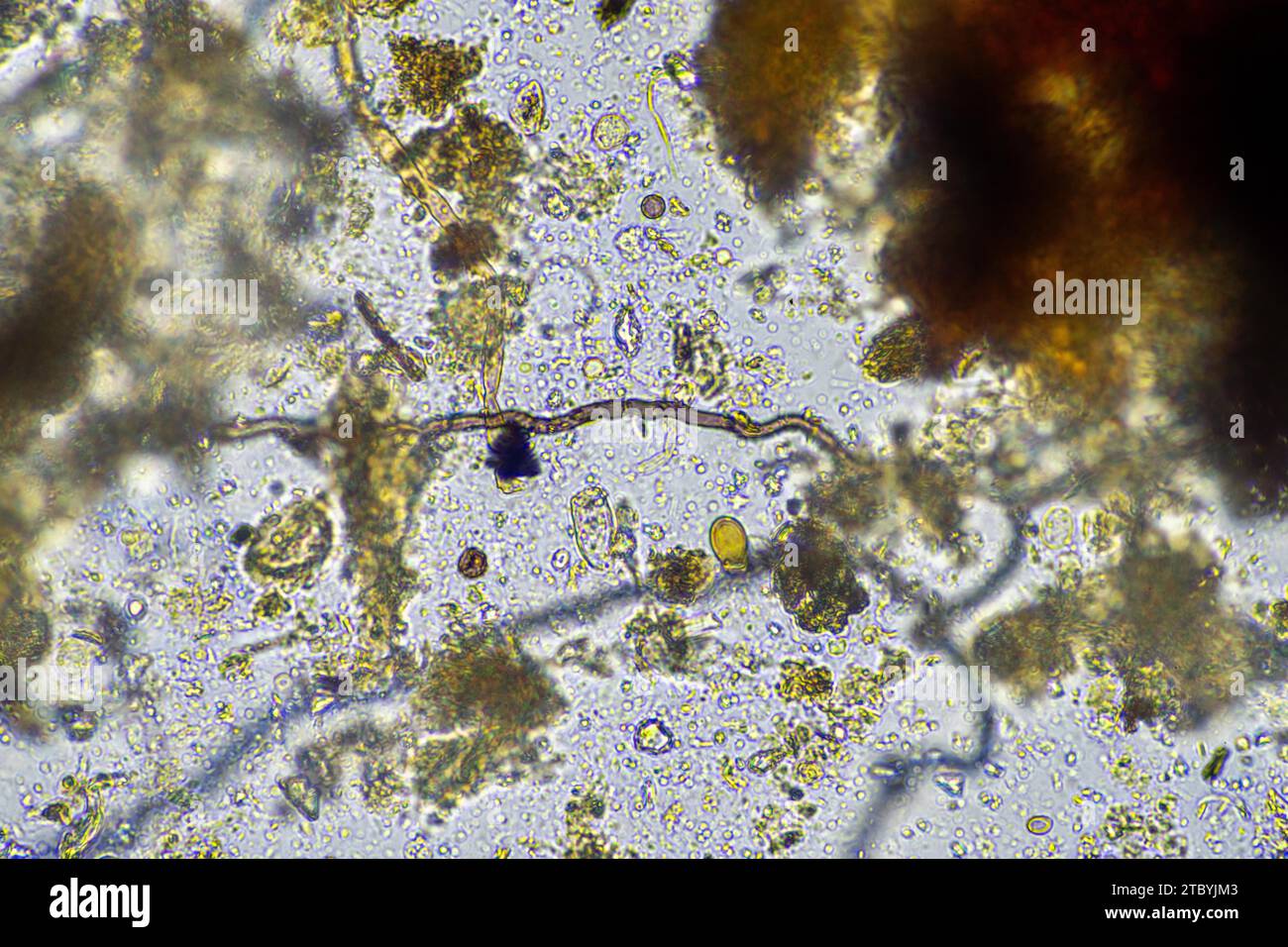 Microorganisms and biology in Compost and soil sample under the microscope Stock Photo