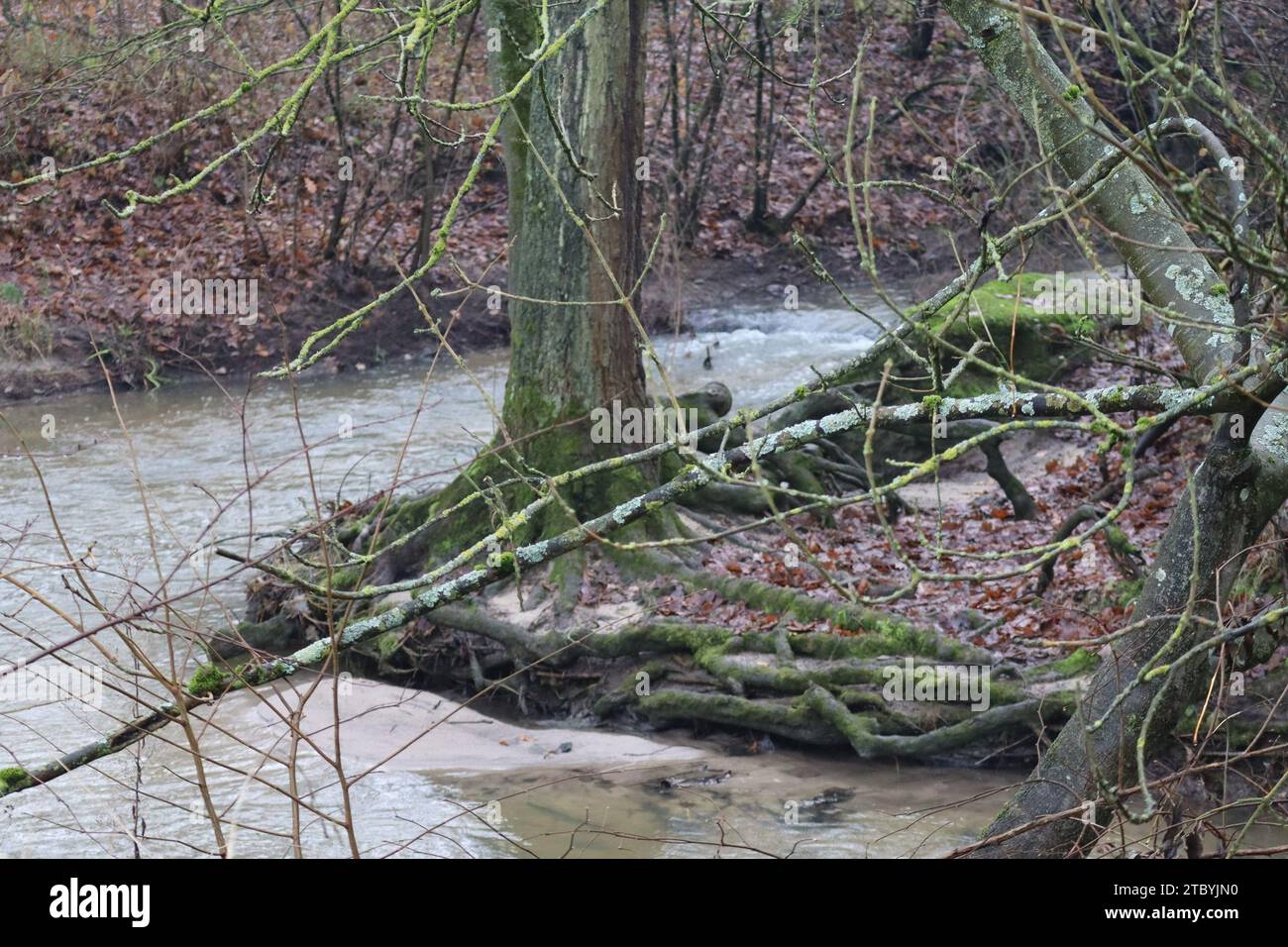 undercut River bend with rootexposing Sandbank Stock Photo Alamy