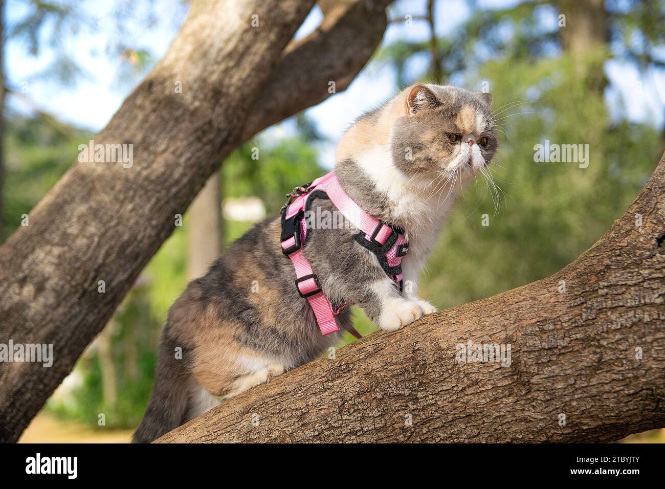 Exotic Shorthaired cat on a tree. Empty copy space for Editor's content. No people. Stock Photo