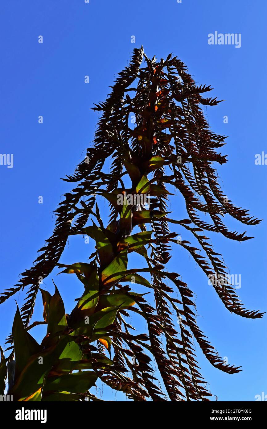 Bromeliad inflorescence (Alcantarea imperialis) and blue sky, Teresopolis, Rio de Janeiro, Brazil Stock Photo