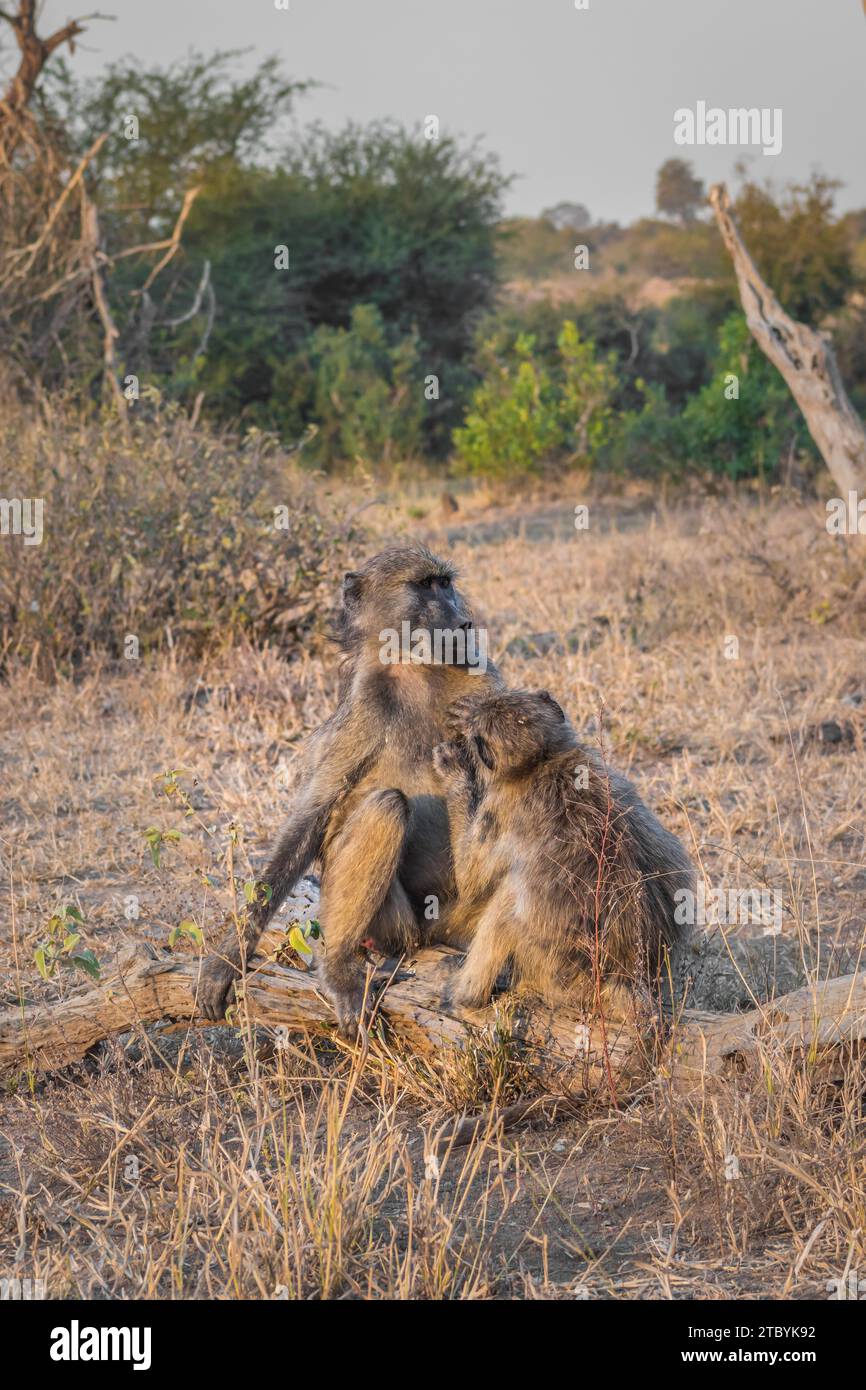 Chacma baboons (Papio ursinus) feeding on wild vegetation and grooming each other, Kruger National Park, South Africa Stock Photo