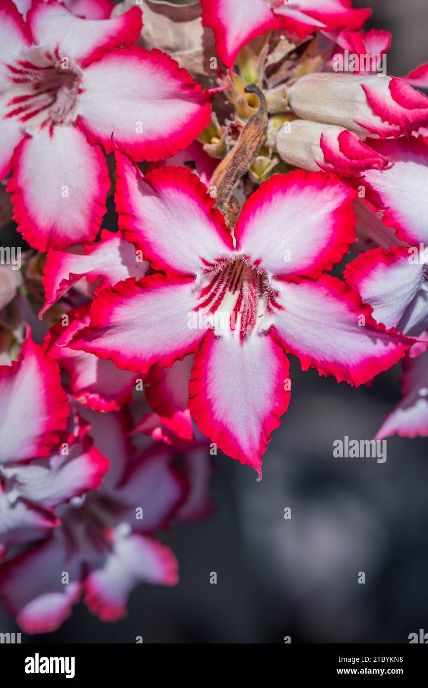(Adenium obesum) pink Impala Lilly wildflower during spring, Kruger