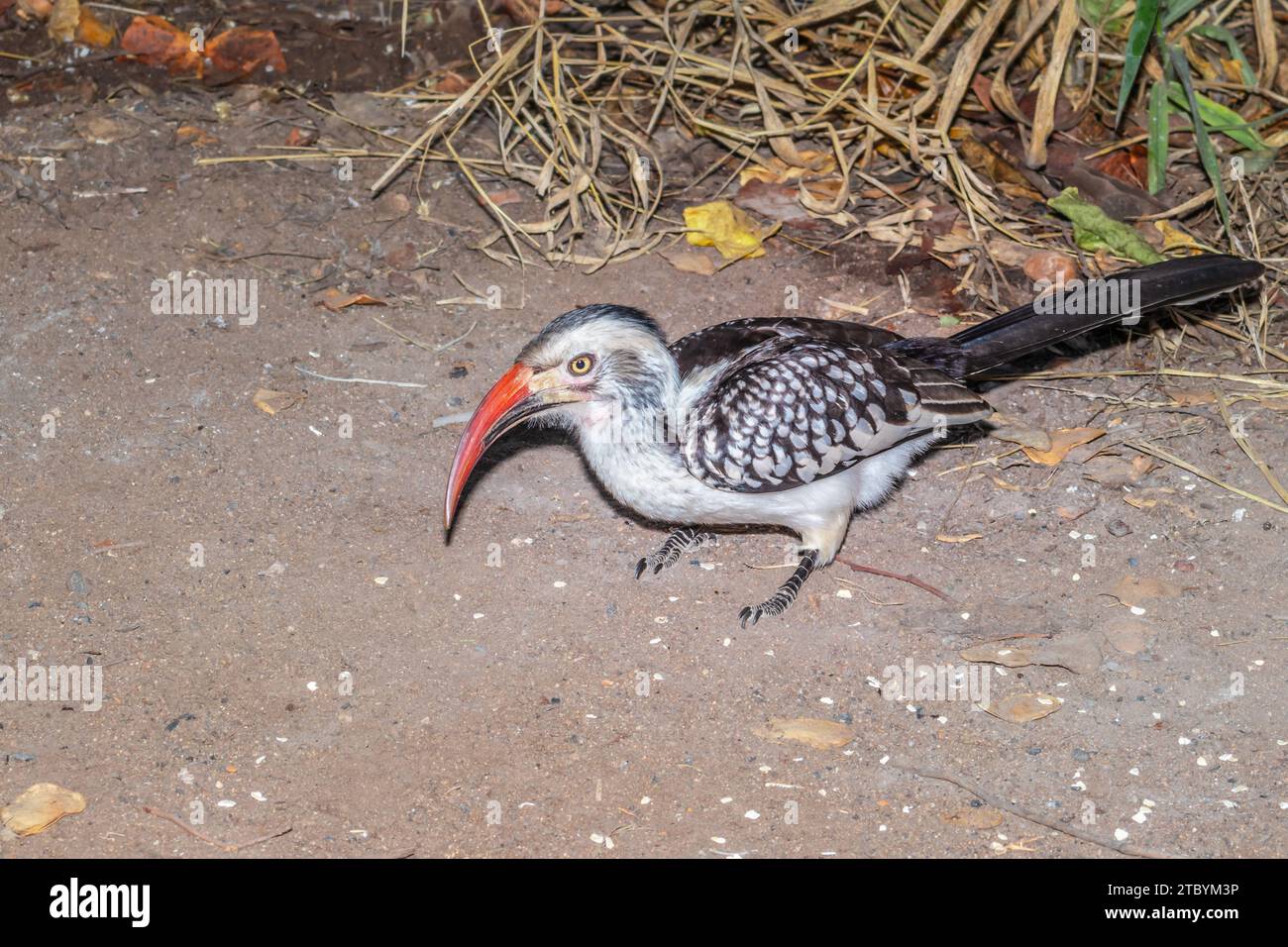 Southern Red-Billed Hornbill (Tockus rufirostris) feeding during the day, Kruger National Park, South Africa Stock Photo