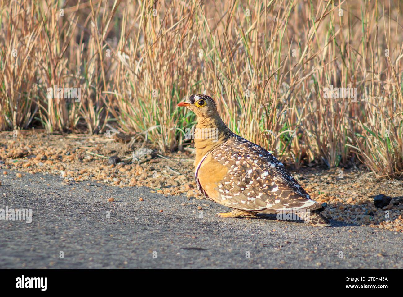 Male Double-banded sandgrouse (Pterocles bicinctus) feeding during the day, Kruger National Park, South Africa Stock Photo
