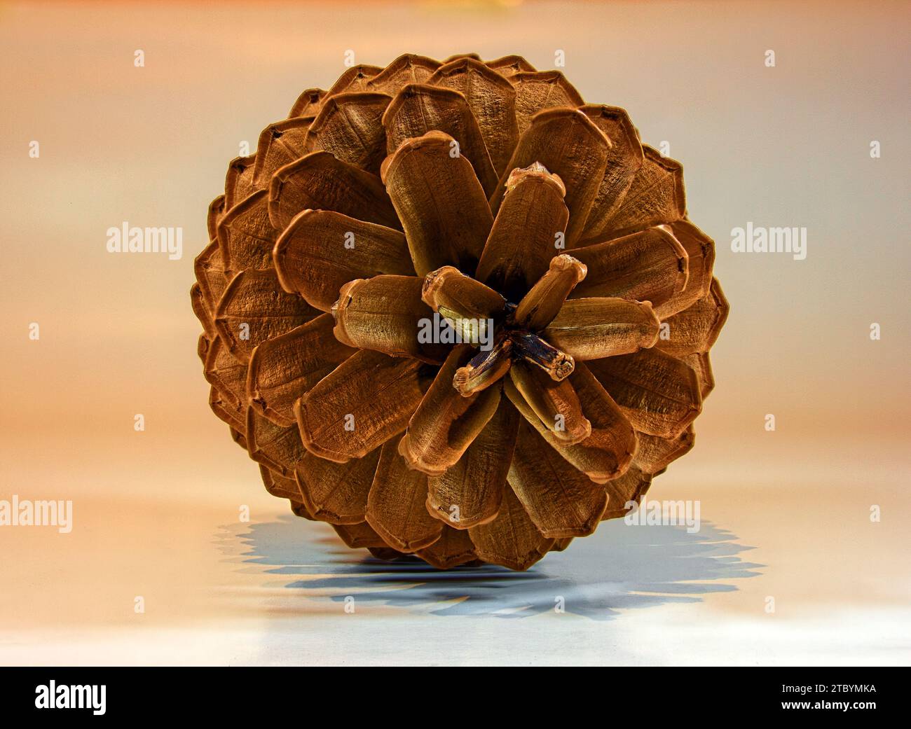 visualization of fibonacci spirals at a natural pine cone isolated on ...