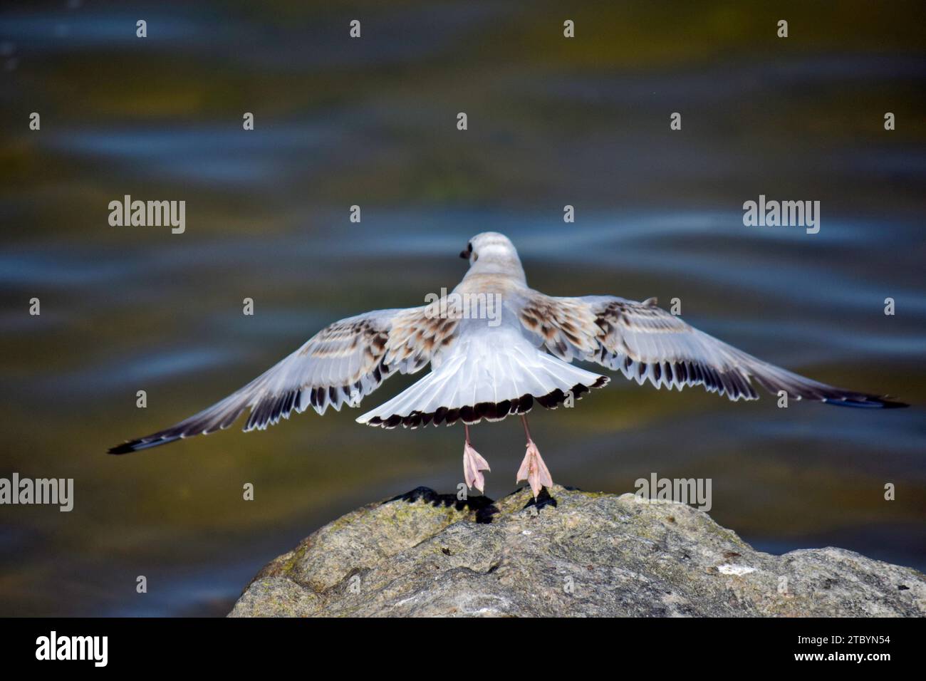 Bird Spreading Its Wings To Take Off Stock Photo - Alamy