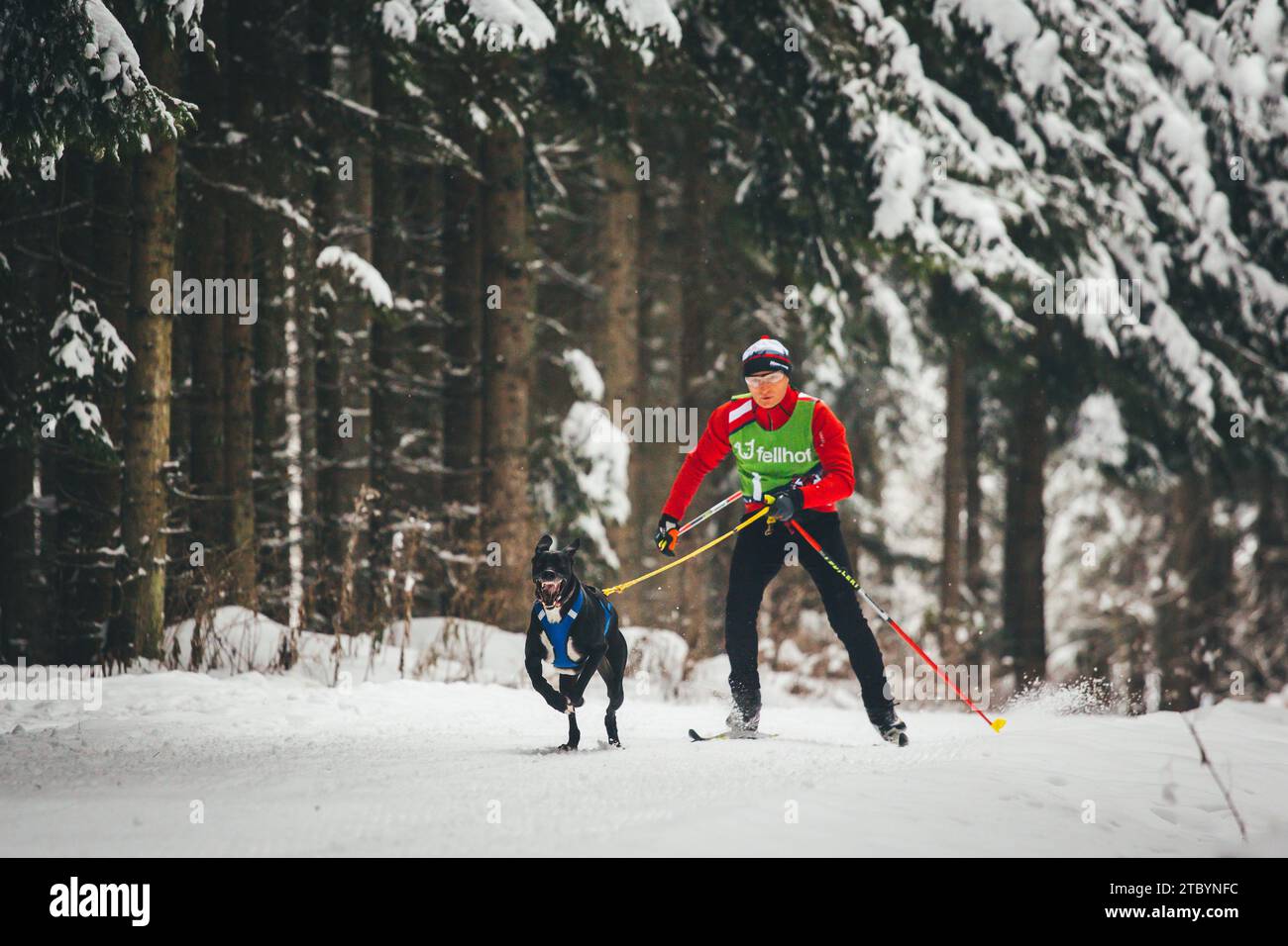 Skijoring with an Alaskan Husky. Ottenschlag, Waldviertel, Austria Stock Photo