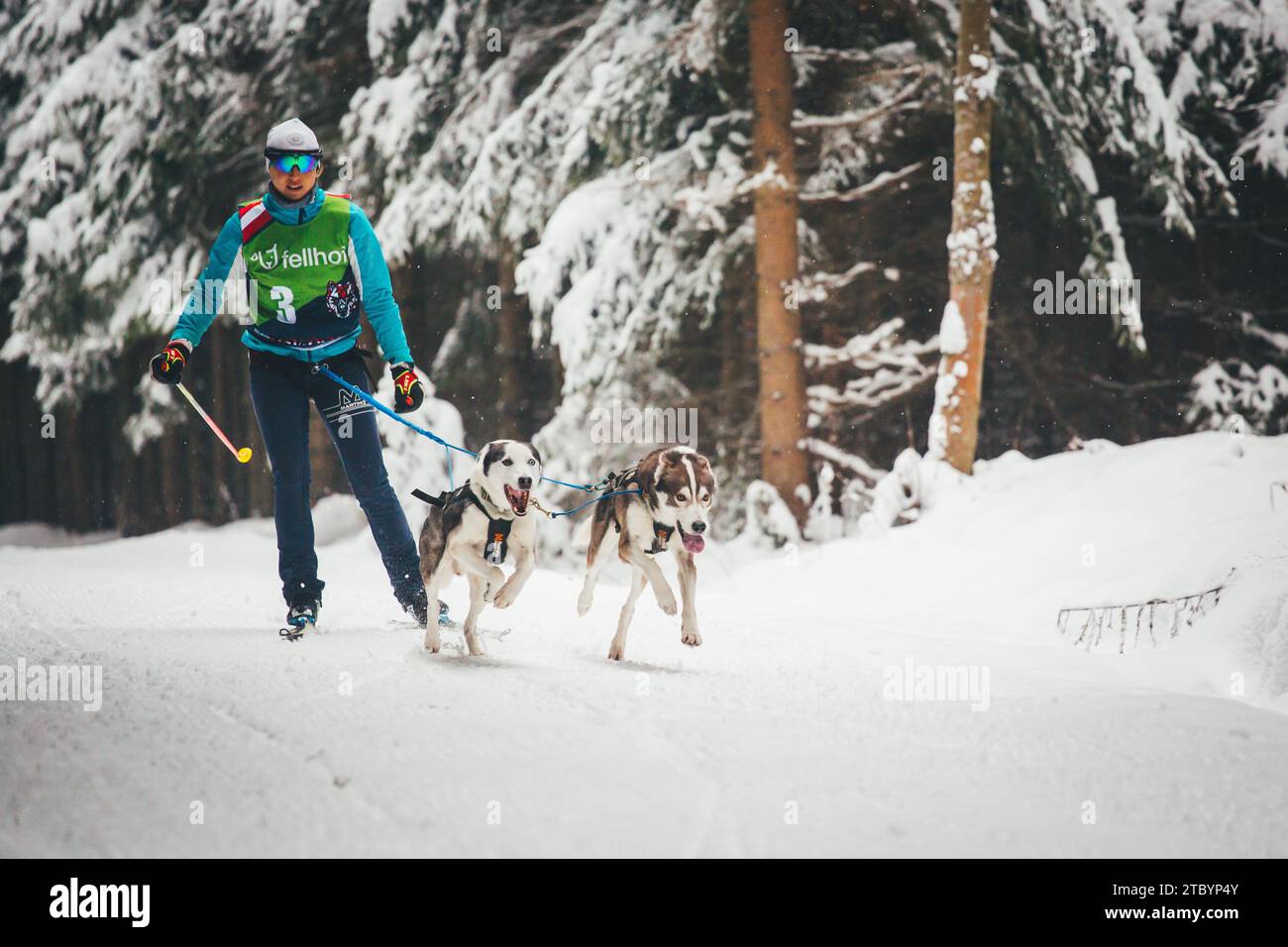 Skijoring with Huskies. Ottenschlag, Waldviertel, Austria Stock Photo