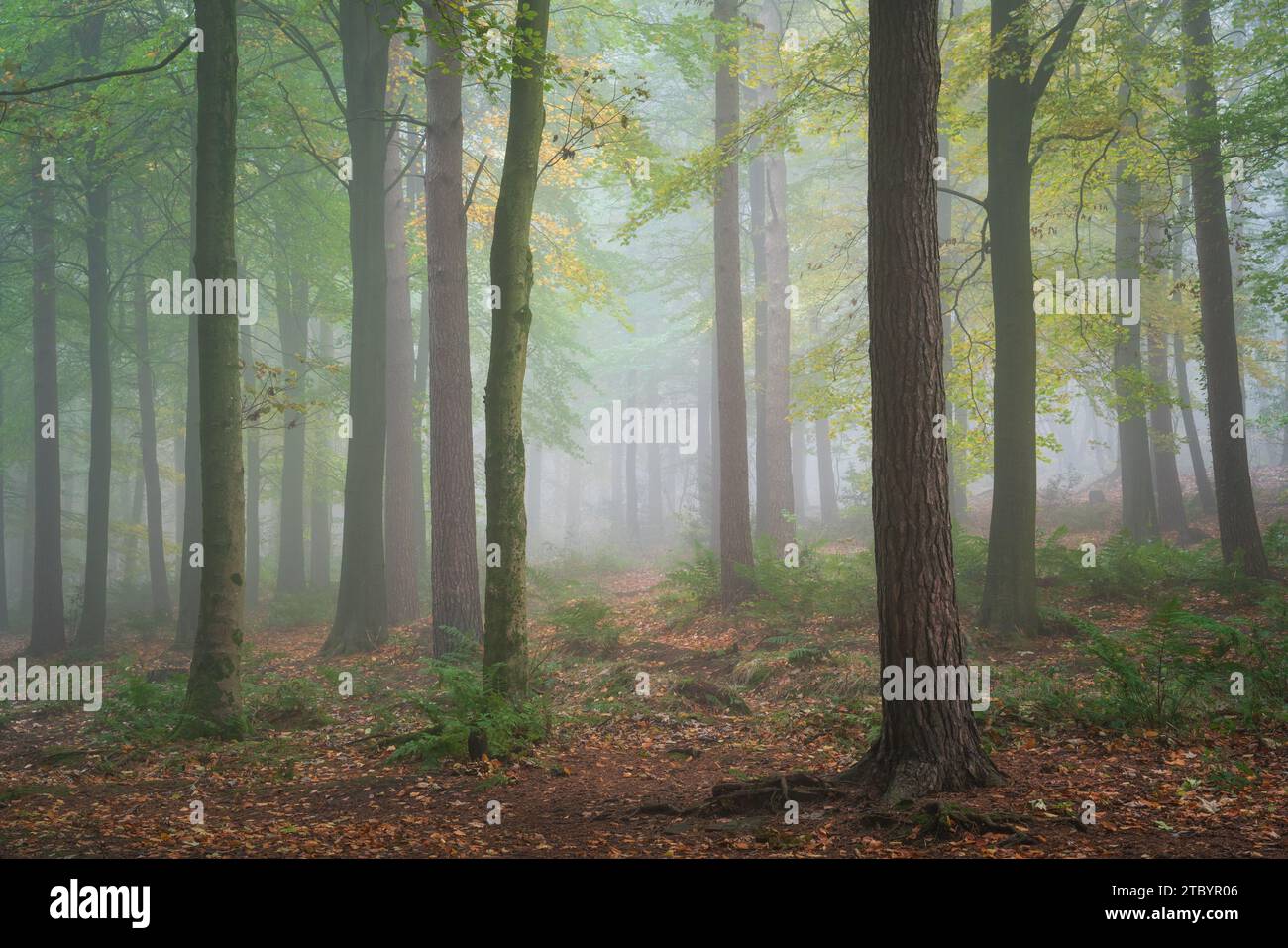 Thick fog in Chevin Forest Park simplifies the woodland environment with the last remnants of green foliage contrasting with the fallen autumn leaves. Stock Photo