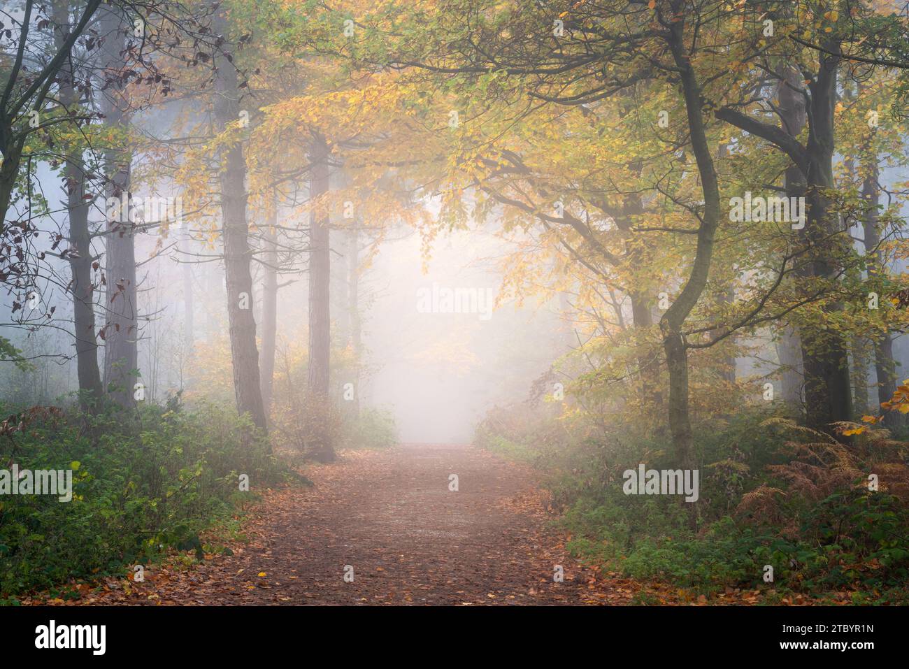 Thick fog in Chevin Forest Park softens the scene and creates an autumnal tree tunnel of vibrant colour. Stock Photo