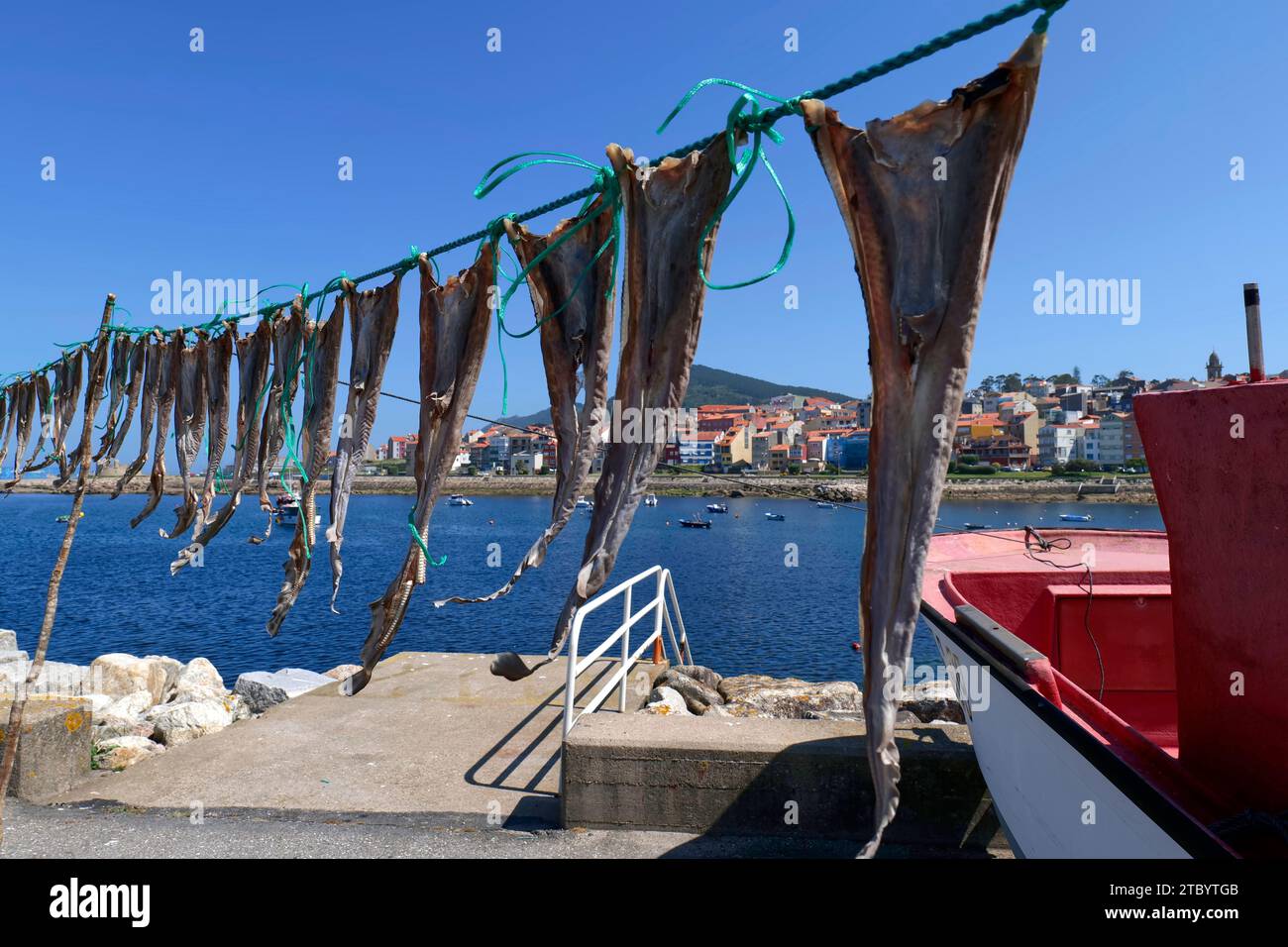 traditional method of drying fish is the sun at the port of A Guarda ...