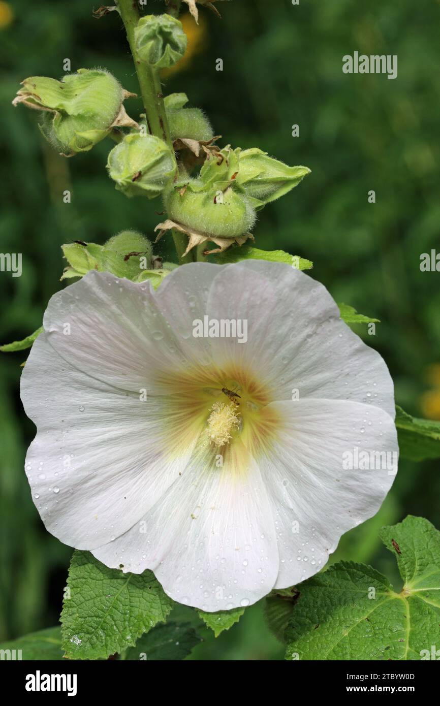 White single hollyhock with green centre, Alcea rosea of unknown variety, flower with a blurred background of leaves. Stock Photo