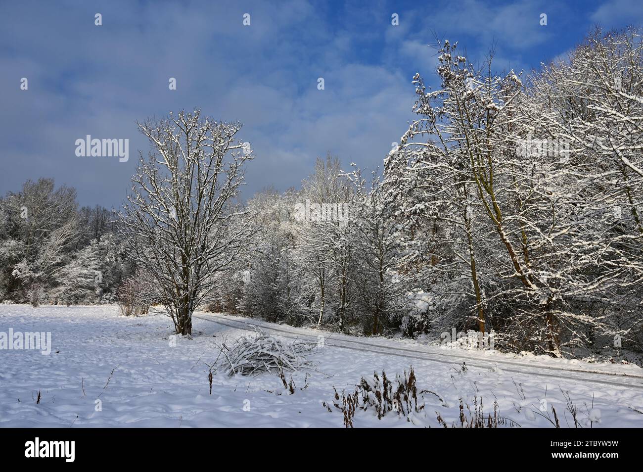 Beautiful snowy landscape. Winter nature - seasonal concept. Stock Photo