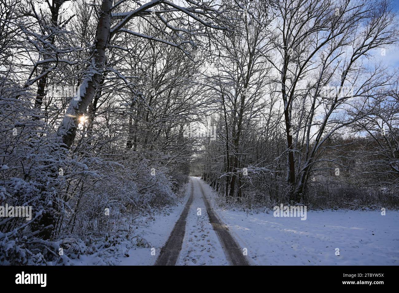Snowy road with trees. Dangerous driving in the snow in winter. Concept for traffic and bad weather. Stock Photo
