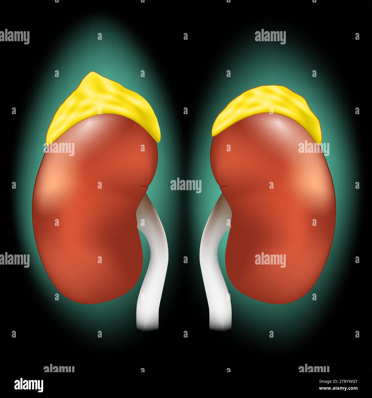 Adrenal glands. Realistic kidneys and suprarenal glands with glowing effect. Endocrine system. Human body anatomy. Image for healthcare design. Vector Stock Vector