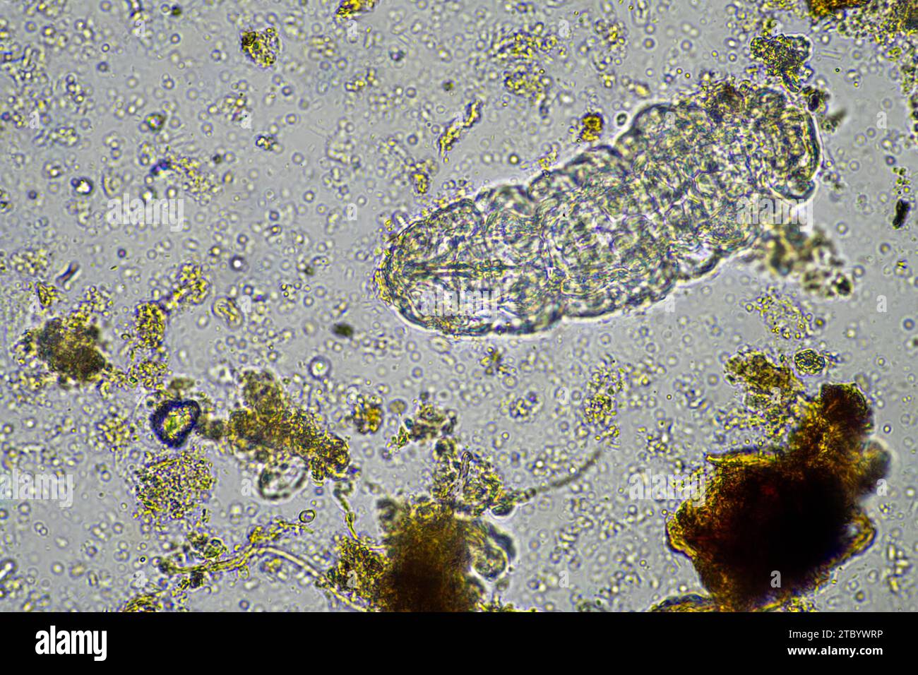 microorganisms and a tardigrade in a soil sample on a farm Stock Photo