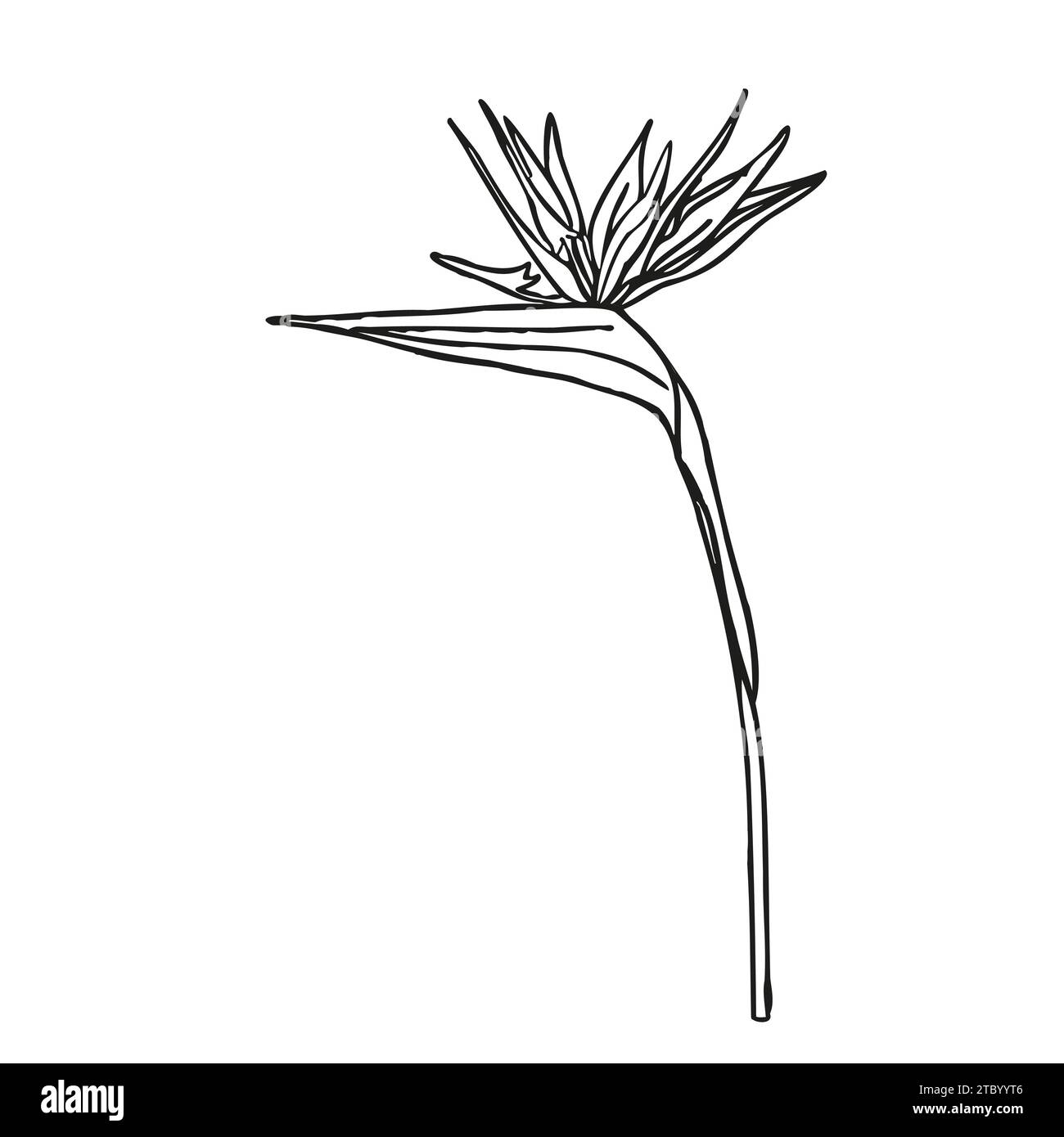 Black on bird paradise flower Stock Vector Images - Alamy