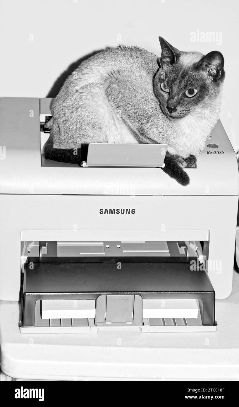 Tonkinese cat; sitting in printer, animal; feline; pet; pure bred, humorous, black, white, PR Stock Photo