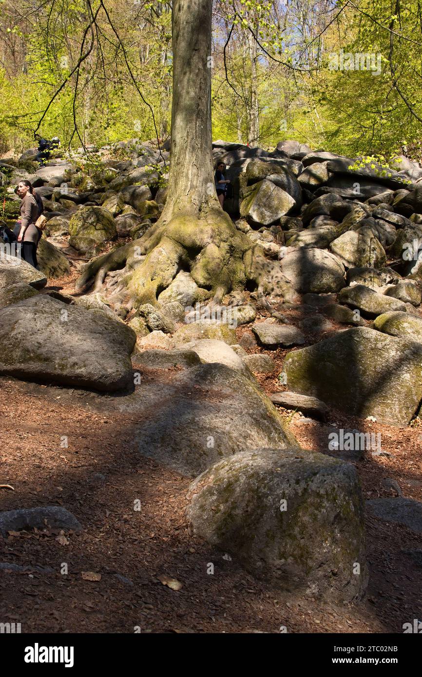 Lautertal, Germany - April 24, 2021: Tree growing in rocks at Felsenmeer, Sea of Rocks, on a spring day in Germany. Stock Photo
