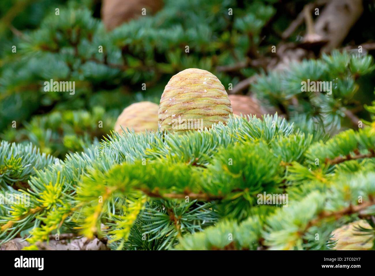 Cedar of Lebanon (cedrus libani), close up showing an unripe immature cone standing upright on a branch of the introduced tree. Stock Photo