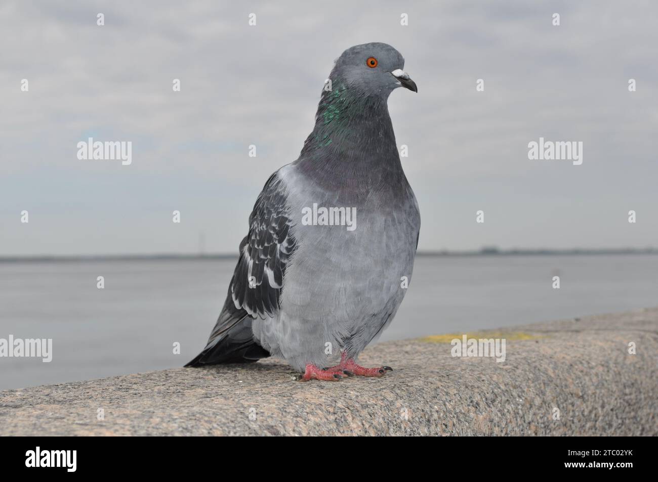 A dove sits on a granite pedestal Stock Photo