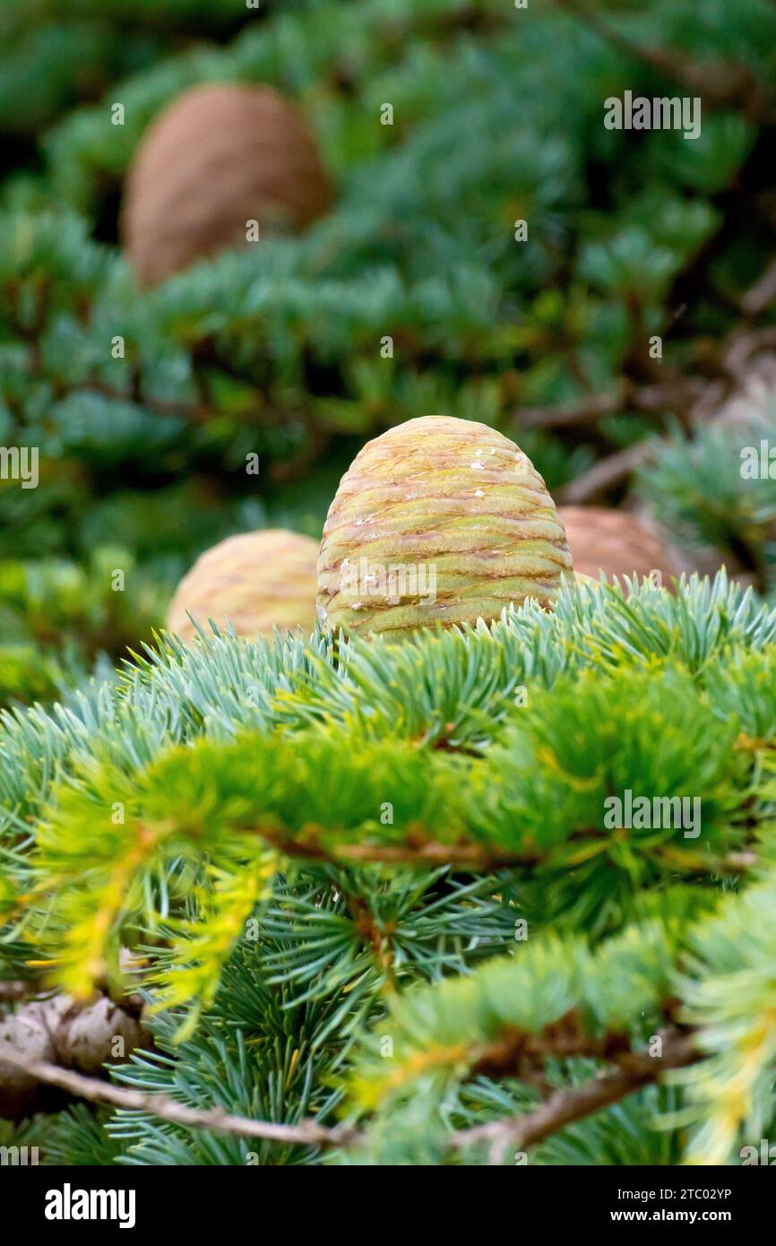 Cedar of Lebanon (cedrus libani), close up showing an unripe immature cone standing upright on a branch of the introduced tree. Stock Photo