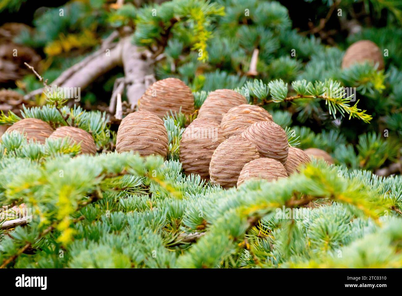 Cedar of Lebanon (cedrus libani), close up showing ripe mature cones standing upright on a branch of the introduced tree. Stock Photo