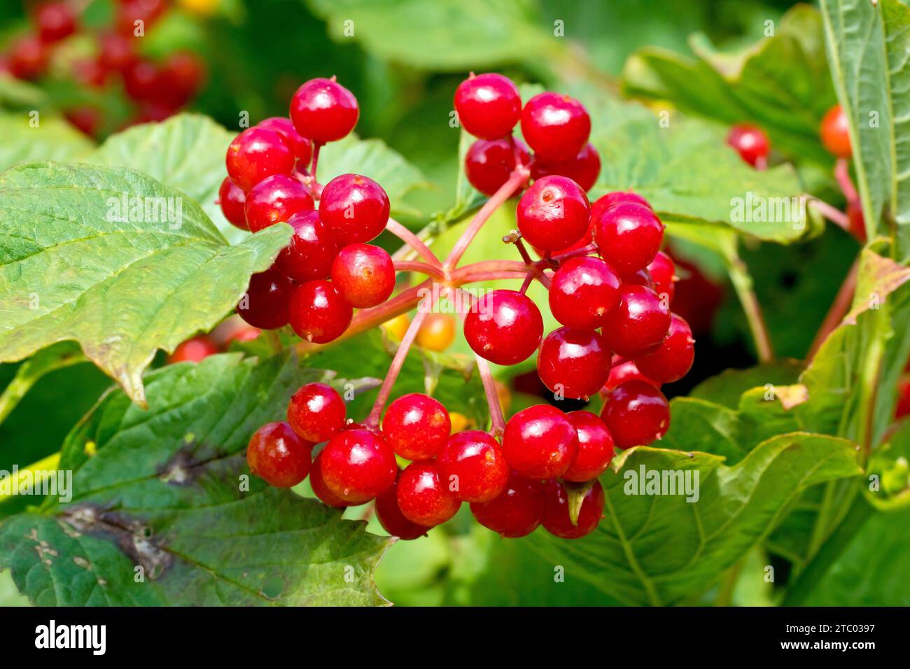 guelder-rose-viburnum-opulus-close-up-of-the-bright-red-berries