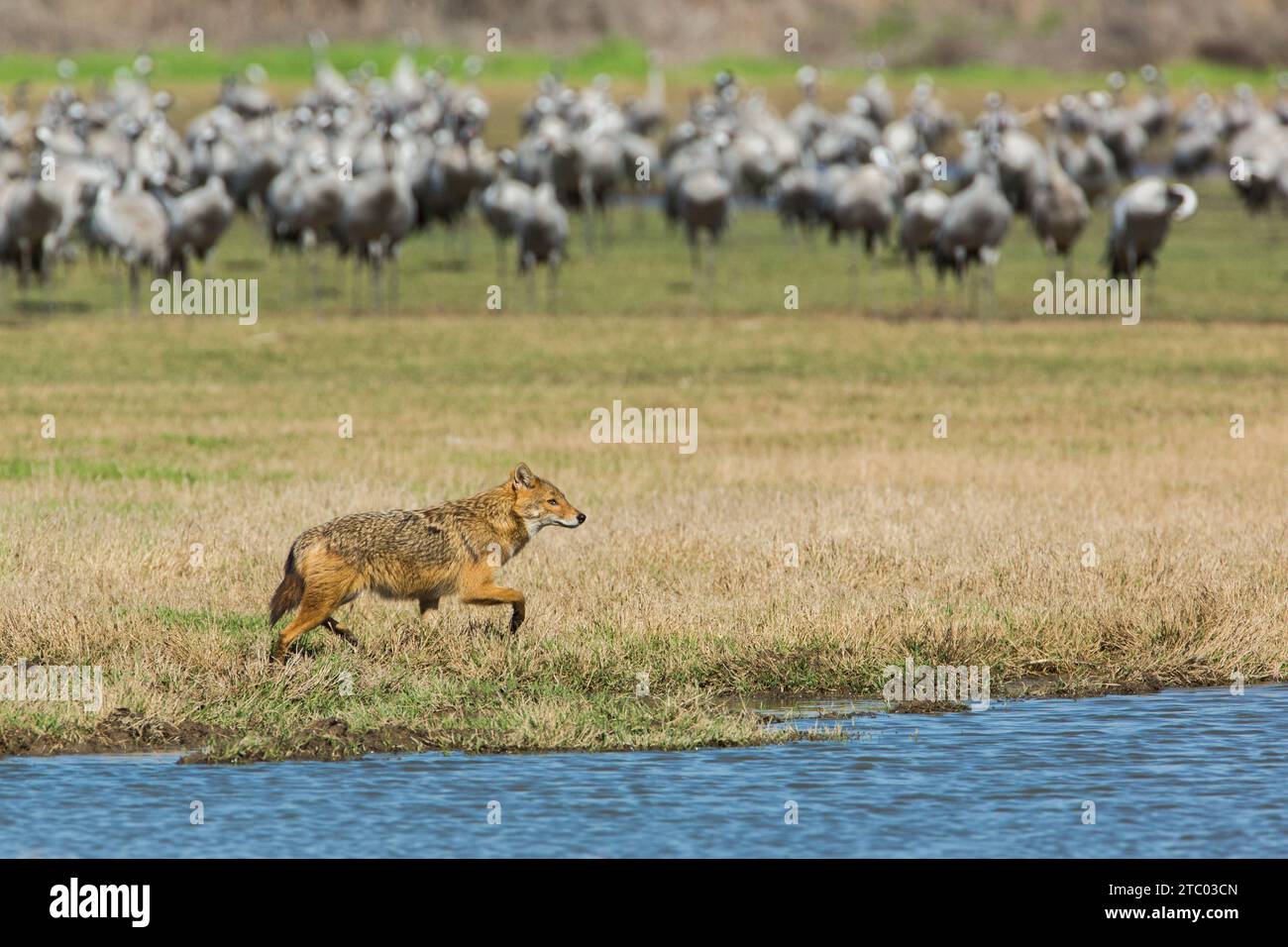 Golden jackal  (Canis aureus) Stock Photo