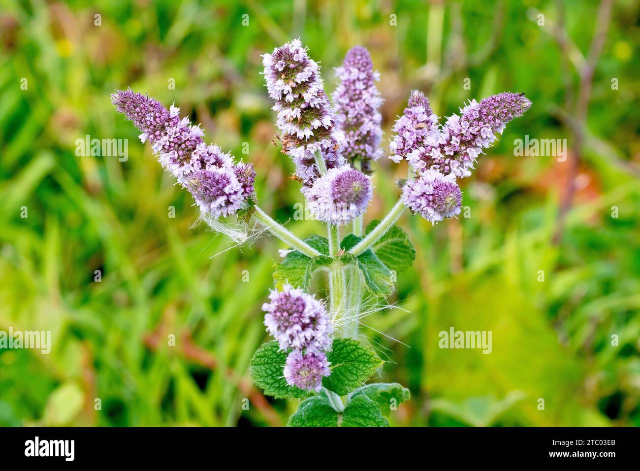 Mint, possibly Spearmint (mentha spicata), possibly Apple-scented Mint (mentha rotundifolia), close up showing spikes of the plant's pink flowers. Stock Photo