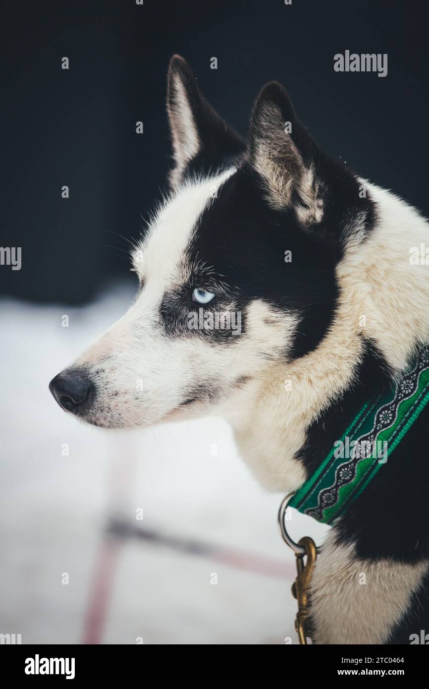 Siberian Husky at the stake out Stock Photo