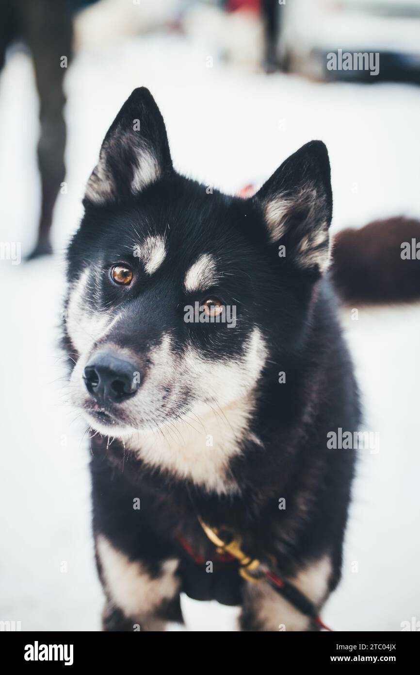 Siberian Husky at the stake out Stock Photo