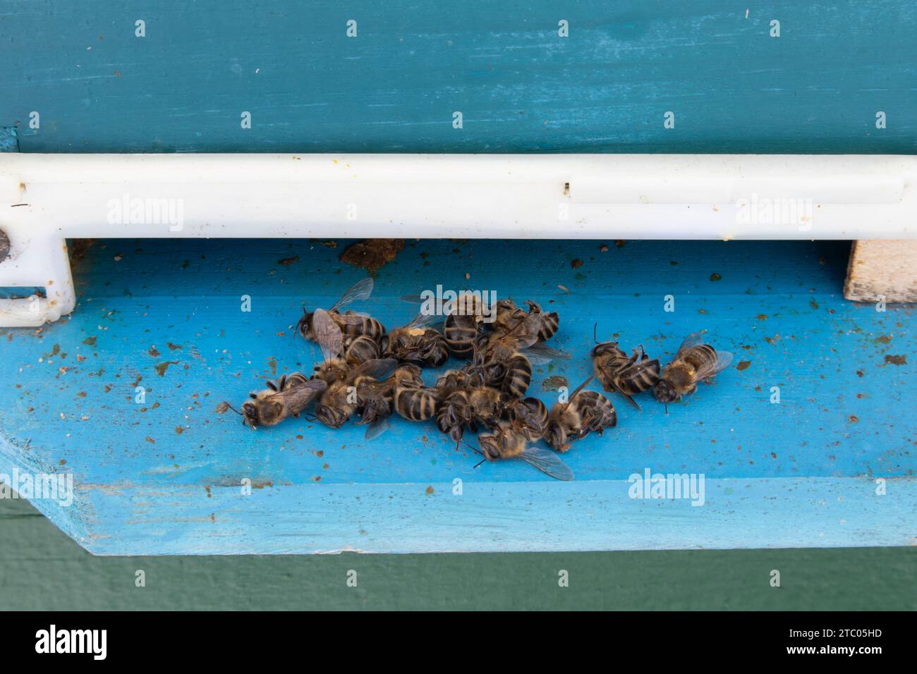 Dead bees near hive. corpses of bees lying on ground. Bees afterspring