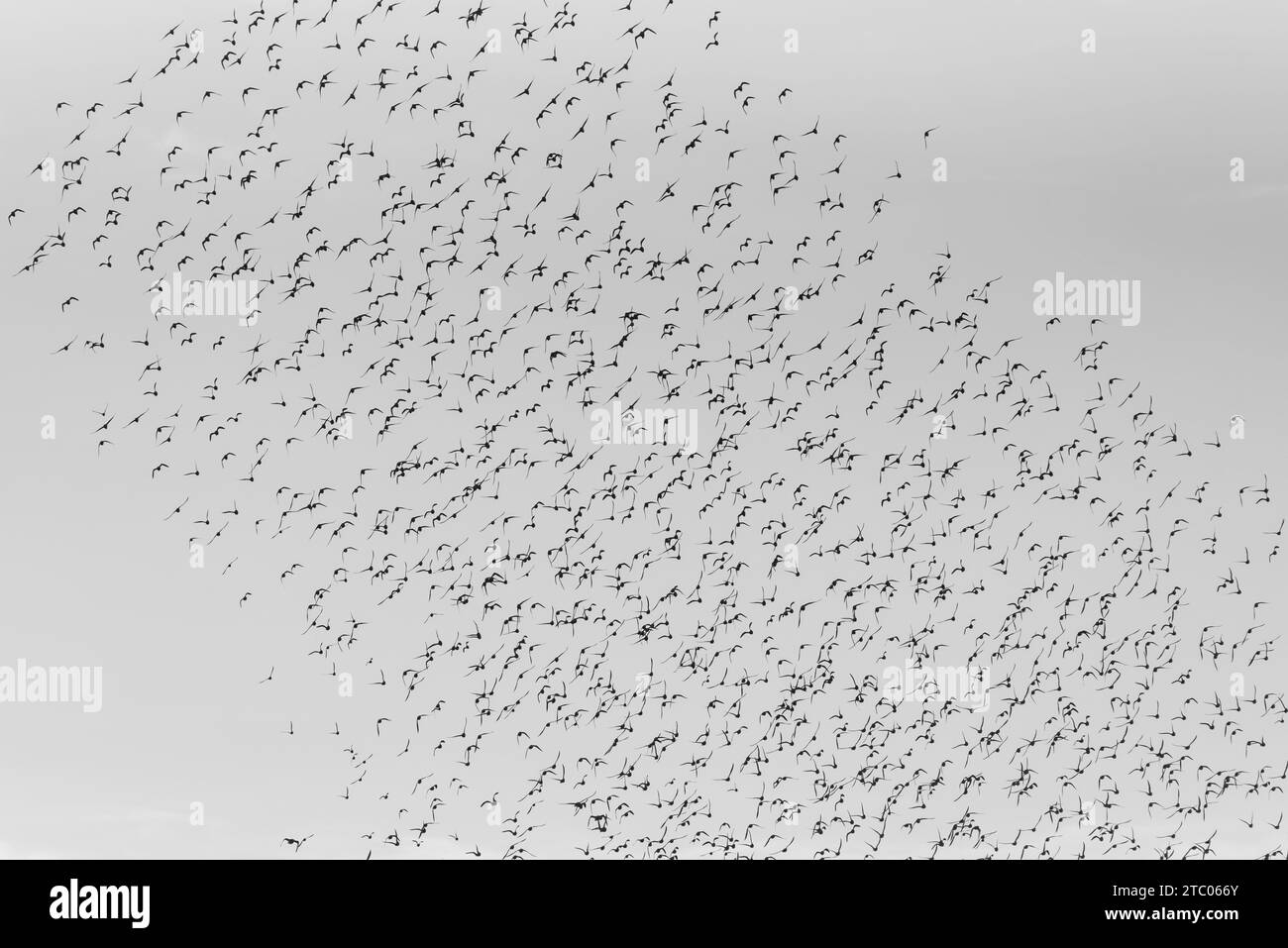 Flying flock of mixed waders at Leigh on Sea, Essex Stock Photo Alamy