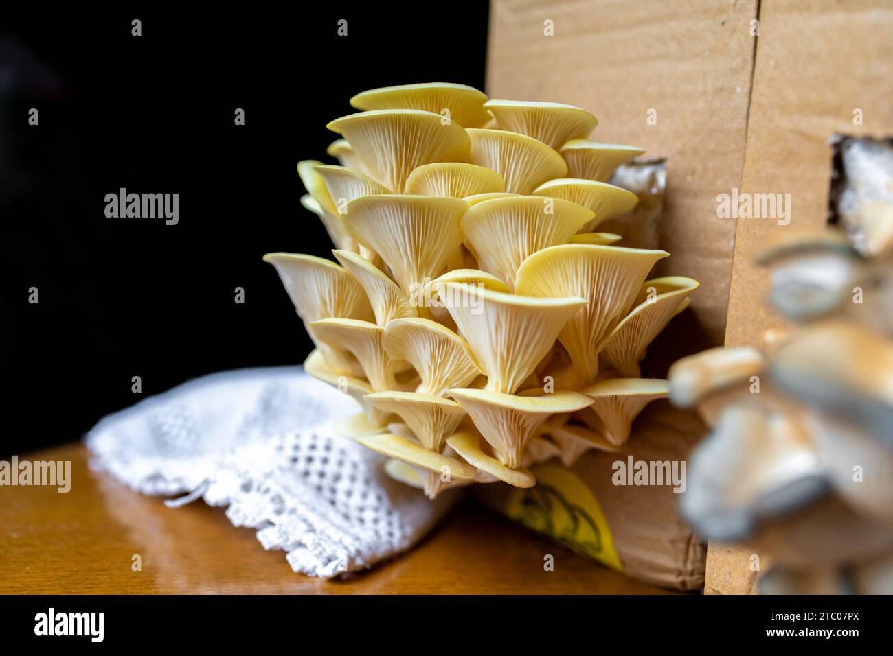 Yellow, golden oyster mushroom, home growing. Copy space Stock Photo