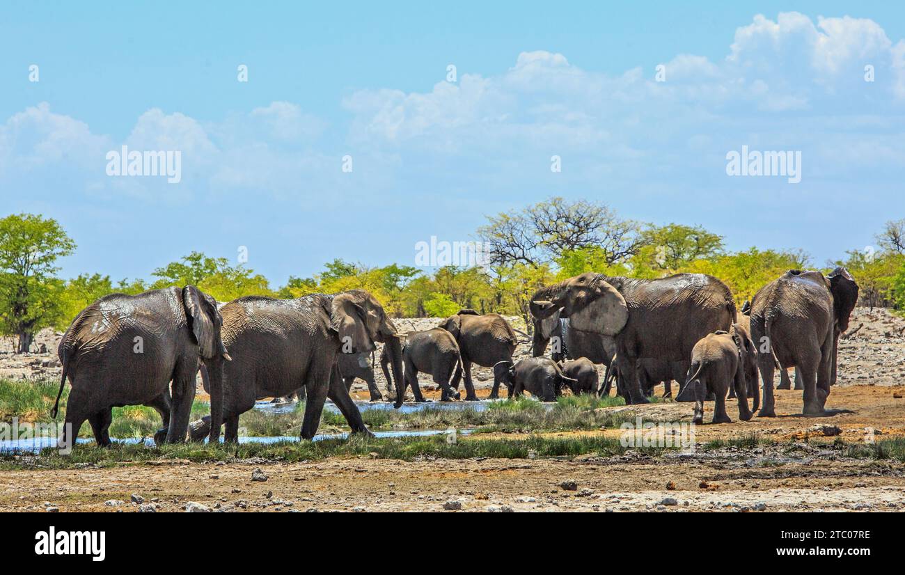 Panoramic view of  a herd of elephants having fun at a waterhole -  Rietfontein, Etosha Stock Photo