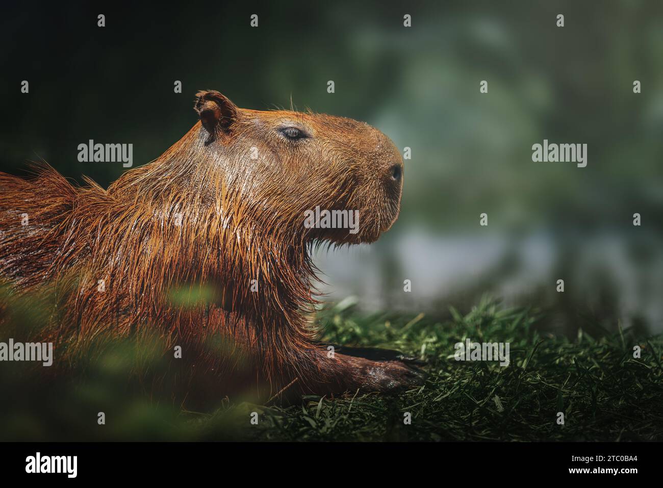 Capybara hydrochoerus capybara hi res stock photography and images Alamy Capybara hydrochoerus capybara hi res stock photography and images Alamy